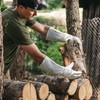 LAUTER SCHUTZ ® Thorn-proof cowhide leather gloves with back seam