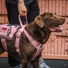 OneTigris Service Dog Vest Harness, Service Dog Cape Guardian Dog
