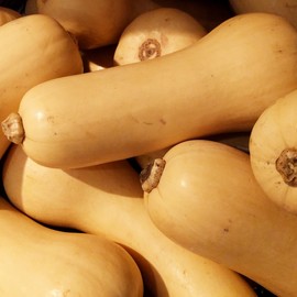 Premier Seeds Direct Squash - Butternut - Hunter F1-20 Seeds