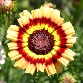 TomorrowSeeds - Painted Mix Daisy Flower Seeds -  NonGMO USA Garden Pink Indian Blanket Colorful Sunflower Sun Flower Seed 2024 Season - Specification: 600+ Count Packet