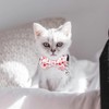 Pack of 2 Cat Collars for Valentine's Day, Kitten Collars,