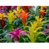 Gardenera Bromeliad Potting Mix - Provide Your Plants with The