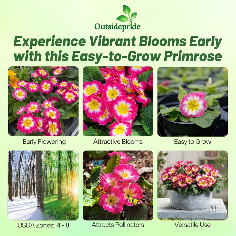 Outsidepride 50 Seeds Annual Primula Common Primrose Rose White Bicolor