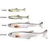 Imakatsu (IMAKATSU) Huddle Swimmer Elastomer (Eco Compatible) (#S-542 Sight Marker