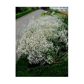 BEAUTIFUL WHITE BABY'S BREATH! 50 SEEDS ! Comb.S/H! OVER 500 ITEMS IN OUR STORE!