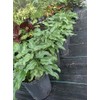 Philodendron Xanadu Live Plant 10 inch Pot Eddies Acres NO