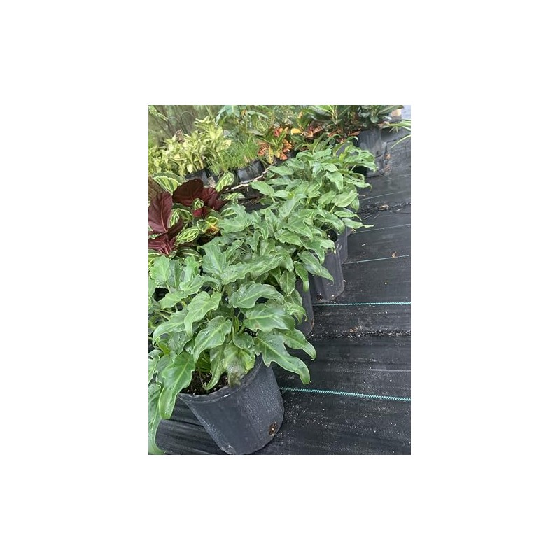 Philodendron Xanadu Live Plant 10 inch Pot Eddies Acres NO