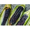 Organic Blue Corn Kernels, 1 Pound - Non-GMO, Whole Dried