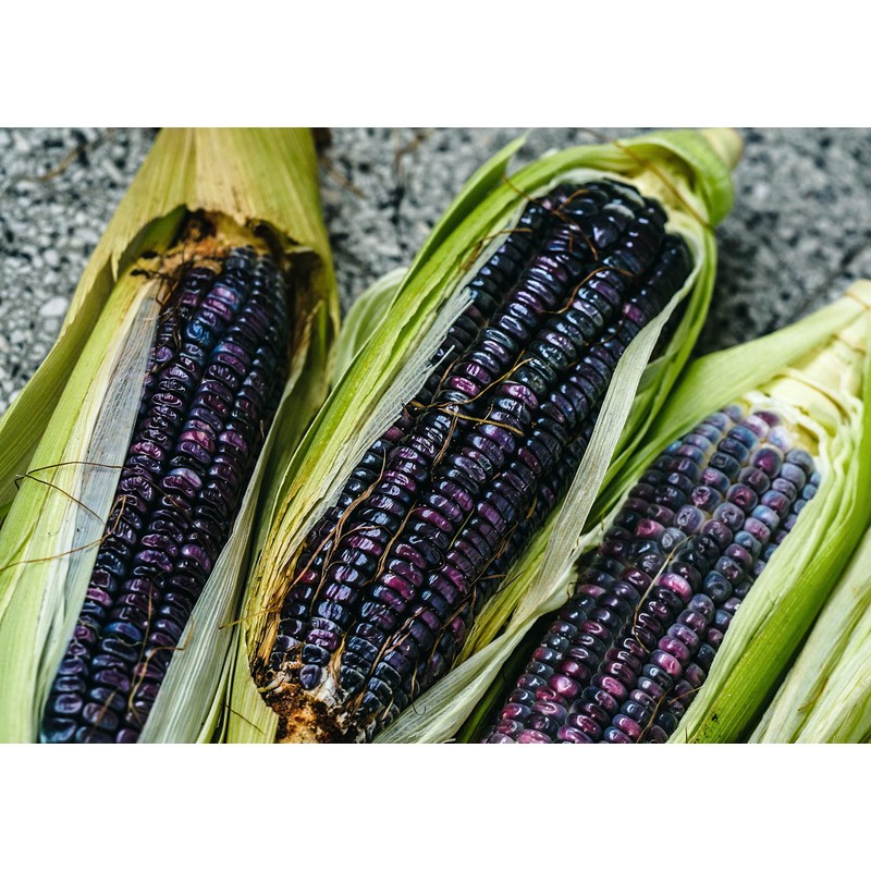 Organic Blue Corn Kernels, 1 Pound - Non-GMO, Whole Dried
