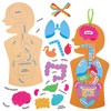 Baker Ross FN109 Human Body Kit - Pack of 4,