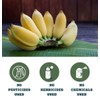 Organic Banana Peel Powder - All Natural One Ingredient 4