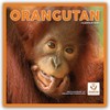 Orangutan Square Wall Calendar 2025