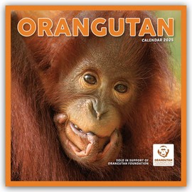Orangutan Square Wall Calendar 2025