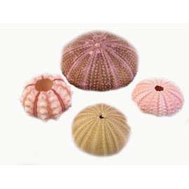 Decorative Sea Urchin Sampler: Natural Pink, Green, Sputnik and Alfonso Nautical