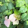 Creeping FIG Ficus repens Low Growing Ground Cover Live Climbing
