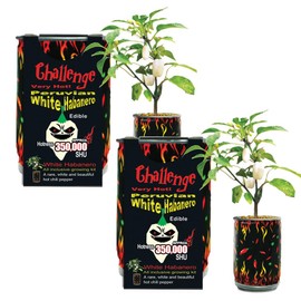 White Habanero Chili Pepper Grow Kit by Magic Plant -2 Kits - Exotic Heat - Indoor or Garden, Non-GMO Heirloom Seeds Included, Easy DIY All in One Kit, 100K-350K SHUs, Great Gift