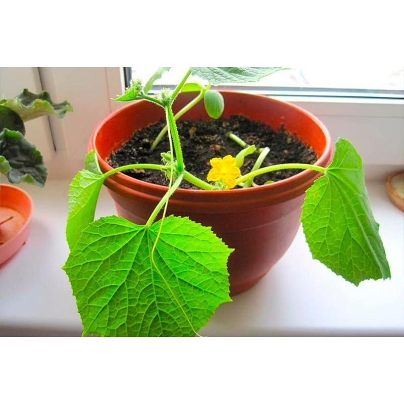 KIRA SEEDS - Indoor Cucumber F1 - Self-Pollinated - Heirloom