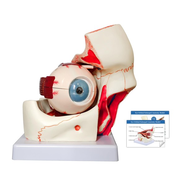 JNMFTD Human Eye Orbital Anatomy Model, 3X Enlarged 12 Parts