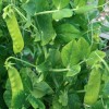 Mai's Family Oregon Sugar Pod II Snow Pea Seeds, Organic,