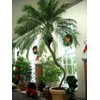 Phoenix Roebelenii Palm | Extra Large Trade 3 Gallon Plant