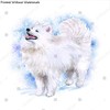 Watercolor closeup portrait of cute Samoyed breed dog isolated on