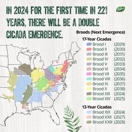 Dalen Cicada-X Tree & Shrub Protective Netting – Protect Your Garden and Crops from Predators and Cicadas – Heavy Duty – UV Resistant – Easy DIY Installation – 3/8" Mesh – (14' x 14')