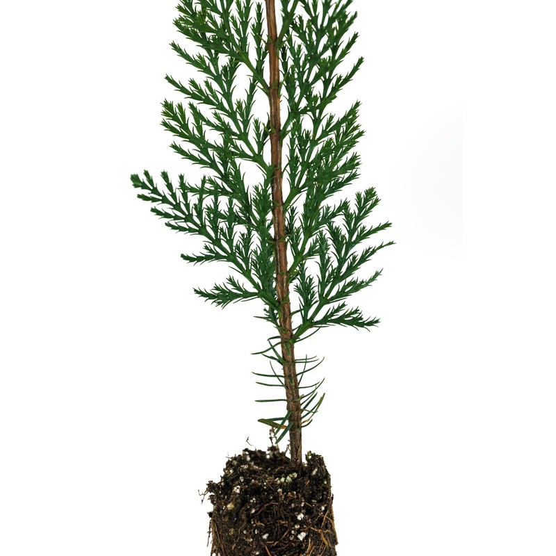 Incense Cedar | Medium Tree Seedling | The Jonsteen Company