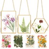 Double Glass Frame for Pressed Flowers - w/Real Dried Flowers