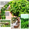 250g Biluochun Green Tea Chinese Gift Tea Specialty Tea Health