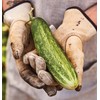 Burpee 'Bush Champion' Slicing Cucumber Seeds, 60 Non-GMO seeds, Container