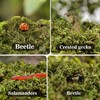 Sukh Sphagnum Moss for Reptiles -Terrarium Moss for Reptiles Peat