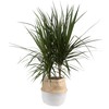 Costa Farms Dracaena Marginata Magenta Madagascar Dragon Tree Live Indoor