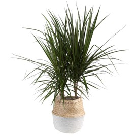 Costa Farms Dracaena Marginata Magenta Madagascar Dragon Tree Live Indoor Plant, 3-Foot Tall, Ships in Seagrass Basket