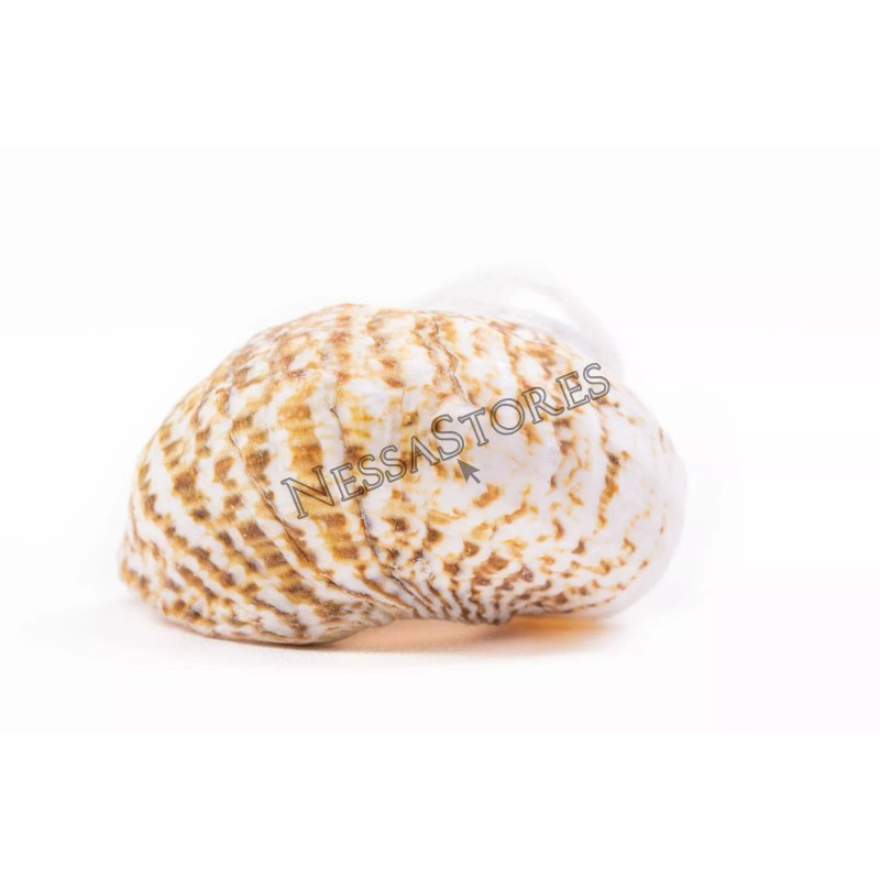 Mexican Turbo Sea Shell Beach Craft Hermit Crab 1 1/2"