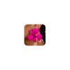 Hot Pink Flower Earrings for Women Big Floral Earrings Large
