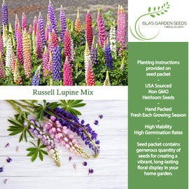 Russell Mix Lupine Flower Seeds (Lupinus perennis) – 150+ Non-GMO & Heirloom Seeds by Isla’s Garden Seeds, Vibrant Perennial Blooms for Pollinator Gardens & Cottage Borders, Great Gardening Gift