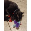Vibrant Life Cat toys for indoor cats 3 Pack.
