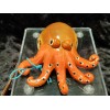 Orange Octopus Cowrie Shell