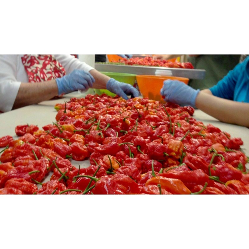 American Seed 1000 Carolina Reaper Chili Pepper Seeds World Record