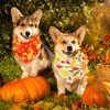 Sweetude 50 Pcs Fall Dog Bandanas Bulk Pumpkin Maple Leaves