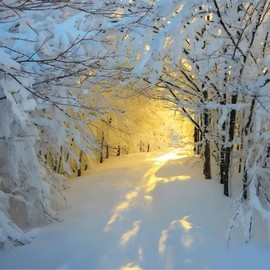 GBCC Charity Christmas Cards Pack of 10 - Charity Christmas Cards with Morning Sunrise Photographic Design - Eco-Friendly Xmas Cards Multipack with Envelopes