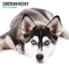 Siberian Husky 2025 Modern Calendar