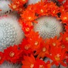 Rebutia albipilosa Cacti Cactus Succulent Real Live Plant