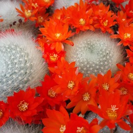 Rebutia albipilosa Cacti Cactus Succulent Real Live Plant