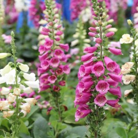300 + Foxglove Seeds / Mixed / Biennial/ Fall Planting/ Hummingbird/ Free Ship