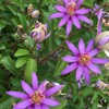 Palm Beach Medicinal Herbs - Lavender Star Flower (Grewia occidentalis)