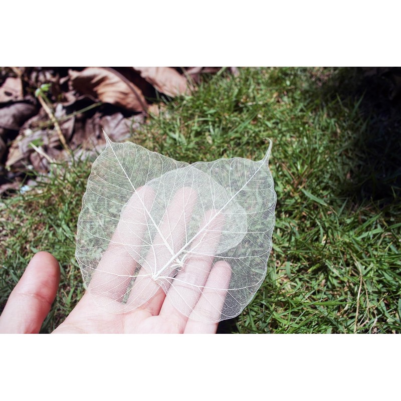 100 Pcs Bodhi Leaf Translucent Leaves Pho Bodhi Tree Veined