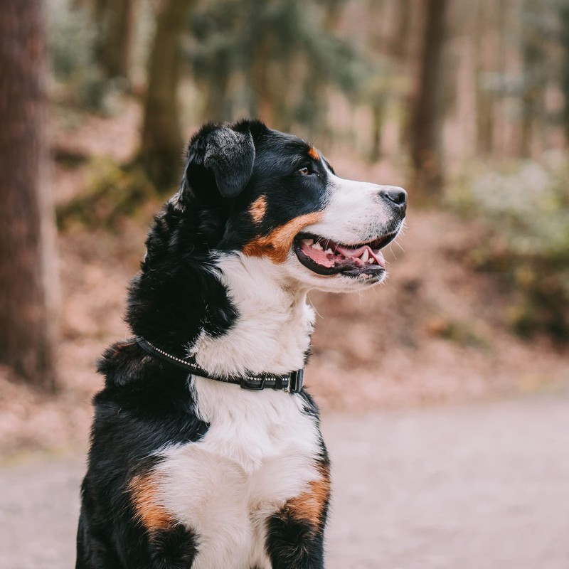 Adjustable Collar - Reflective, Black, 30-45 cm