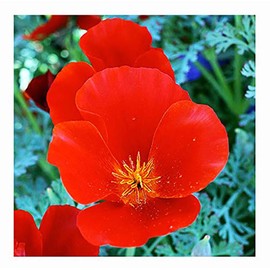 Southwest Wildflower Seed Mix - Annuals and Perennials