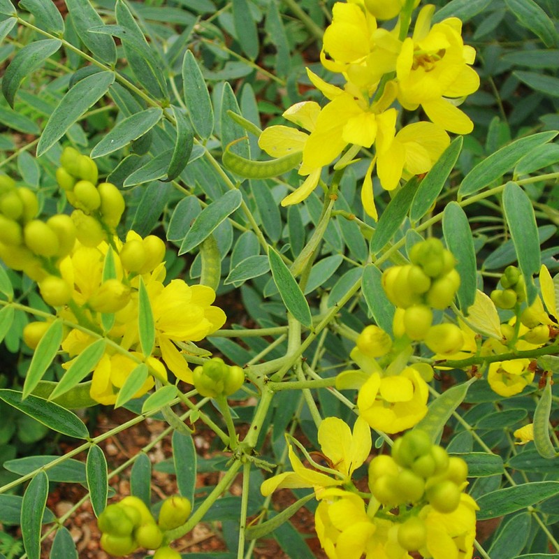 Zokiva Nutritionals Senna Tea - 3-Pack (90 x 2g Tea